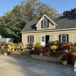 Carla's Greenery Garden Shed Mums
