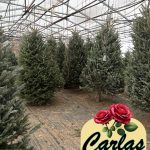 Carla's Christmas Trees in Greenhouse