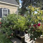 Carla's Perennial 2025