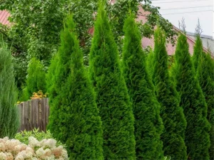 Carla's Greenery - Emerald Green Arborvitae
