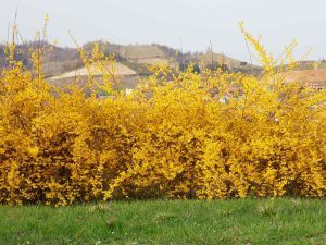 Carla's Greenery - Forsythia