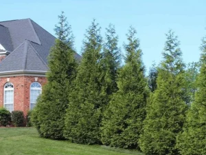 Carla's Greenery - Green Giant Arvorvitae