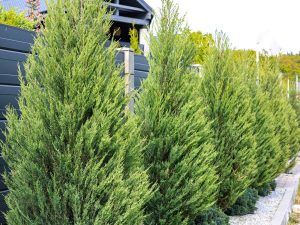 Carla's Greenery - Leyland Cypress