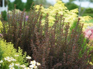 Carla's Greenery - Ninebar (Physocarpus)