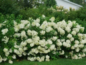 Carla's Greenery - Panicle Hydrangea