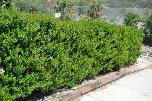 Carla's Greenery - Privet Hedge