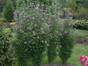 Carla's Greenery - Rose of Sharon