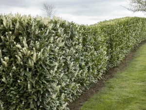 Carla's Greenery - Skip Laurel